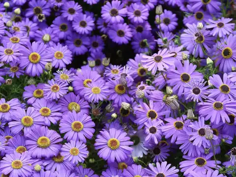 Aster