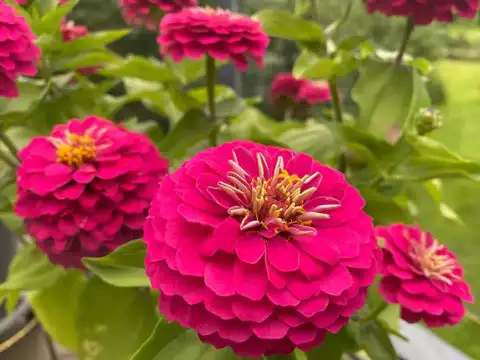 Zinnia