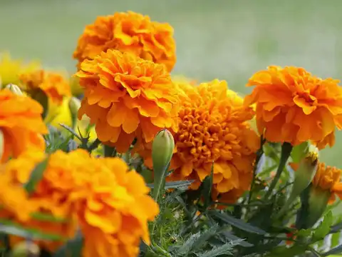 Marigold