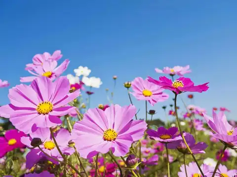 Cosmos