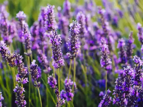 Lavender