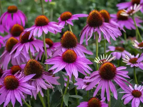 Echinacea