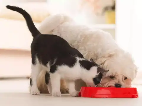 Dog Food