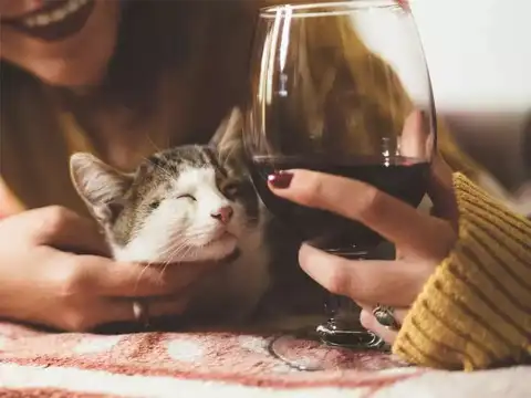 Alcohol