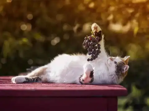 Grapes & Raisins