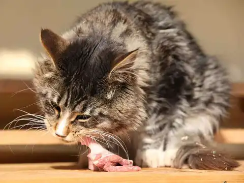 Raw Meat
