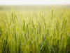 Budget 2012: Agriculture deserves prime focus and needs urgent, multi-pronged action