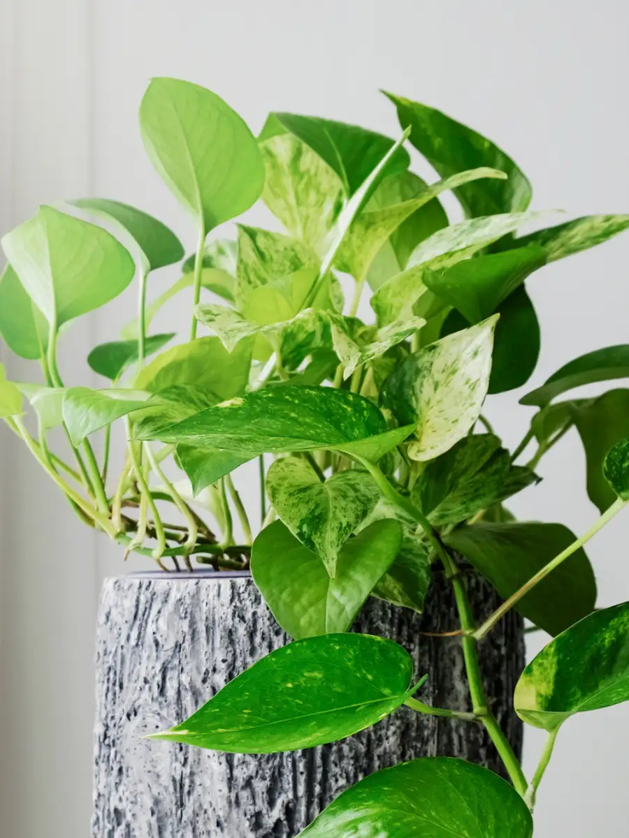 golden violin philodendron Philodendron 'Golden Violin' 6"