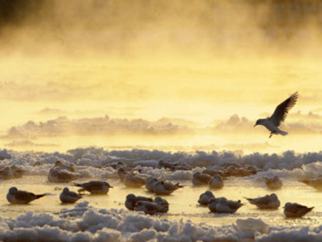 Birds on frozen Elbe River