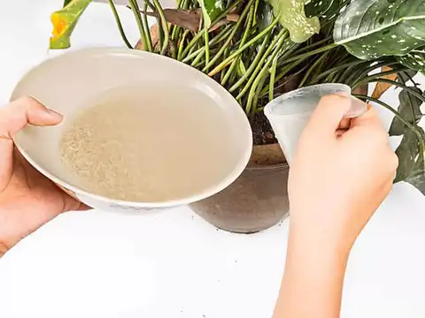 Natural fertilizer