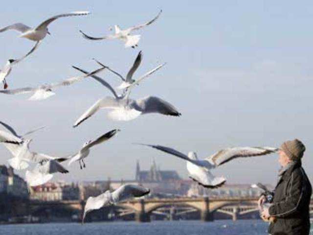 A man feeds seagulls on the Vltava river bank
