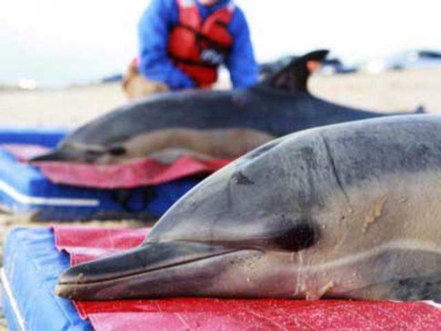 Animal Welfare's Marine Mammal Rescue team