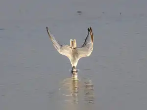 AP PHOTOS: Tens of thousands of migratory birds have made this Indian lake their winter home