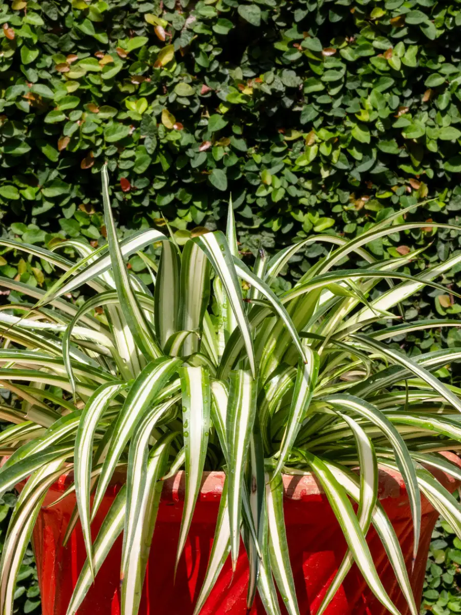 ​​8 benefits of keeping a spider plant in your bedroom