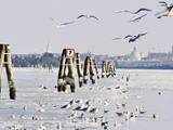 San Giuliano channel, partially iced