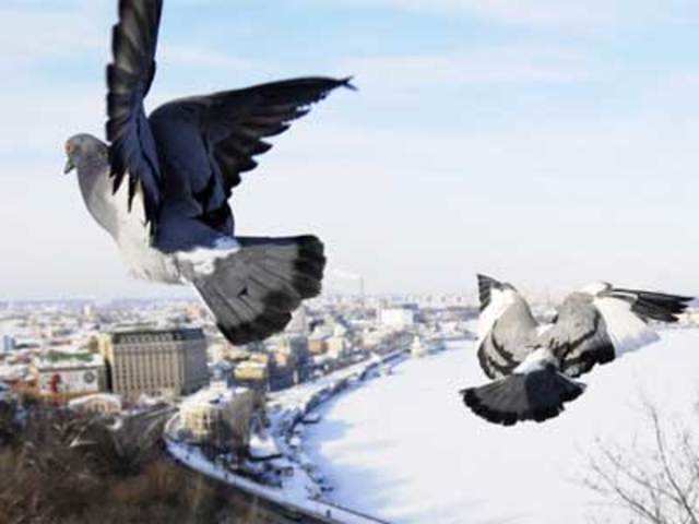 Pigeons fly over the city in Kiev
