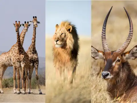 Southern African Wonders (South Africa, Namibia, Botswana)