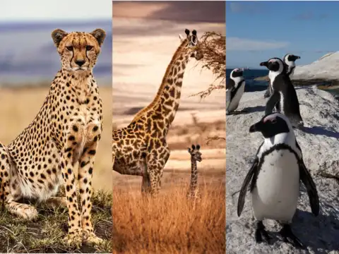 African Safari (Kenya, Tanzania, South Africa)