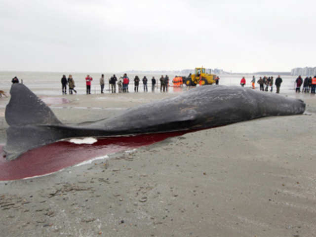 A stranded, 13-meter long sperm whale