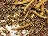 Guar snaps fall, Chana prices extend gains