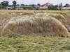 Expert view on rice exports by Vijay Setia, AIREA