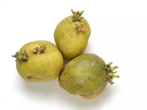 Potatoes (green or sprouted)
