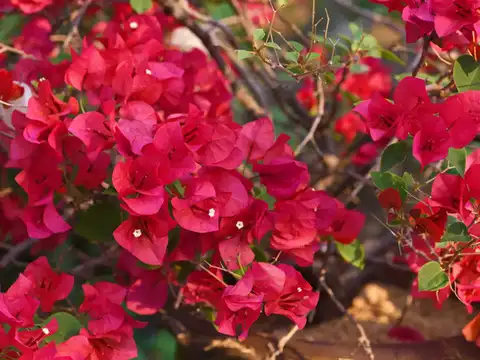Bougainvillea