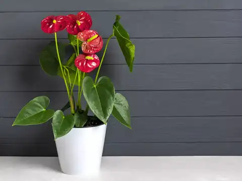  Red Anthurium