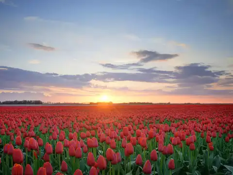 Tulip