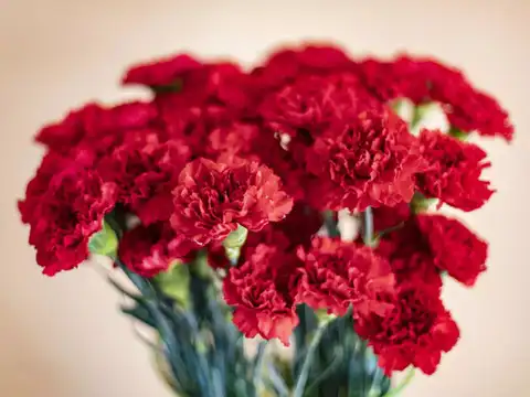 Carnation