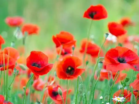 Poppy