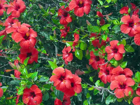  Hibiscus