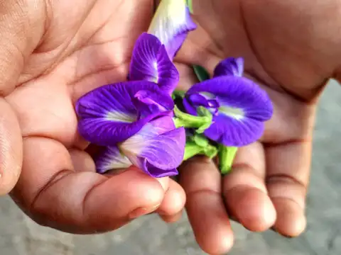 5 powerful benefits of butterfly pea flower for your health and well-being - Why butterfly pea flower is more than just a pretty blue bloom | The Economic Times