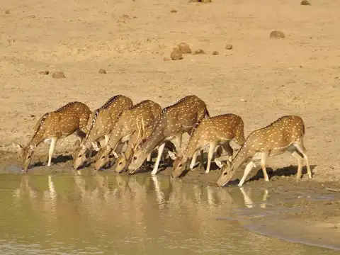 Peak wildlife activity