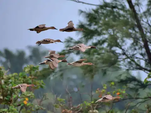 A birdwatcher's paradise