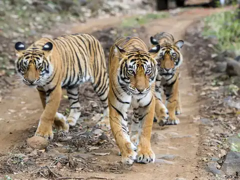 Increased tiger sightings