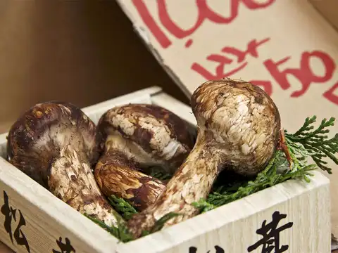 Matsutake Mushroom
