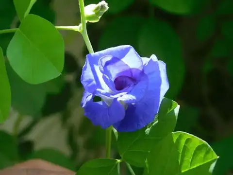 Attracts butterflies & bees