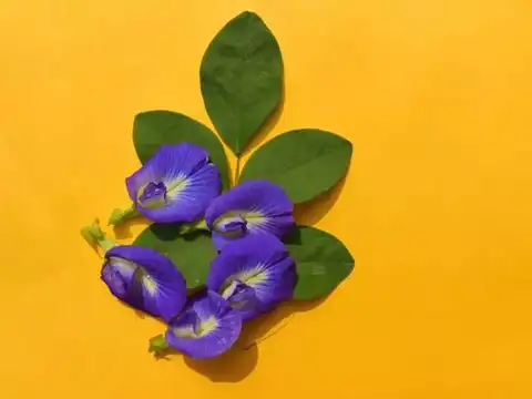 A natural blue dye source