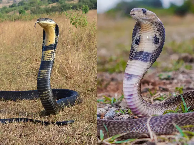 King Cobra Hood Markings Bali Reptile Rescue Bali Reptile Rescue