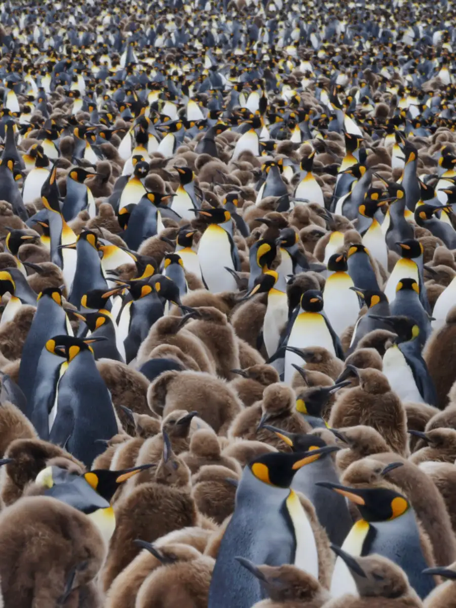 8 animals that thrive in groups | EconomicTimes