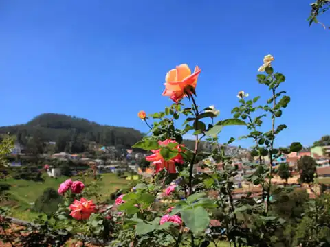 Rose Garden