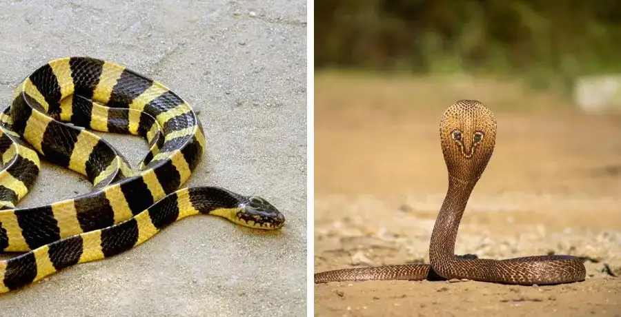 6 Most Venomous Snakes Found In India | EconomicTimes