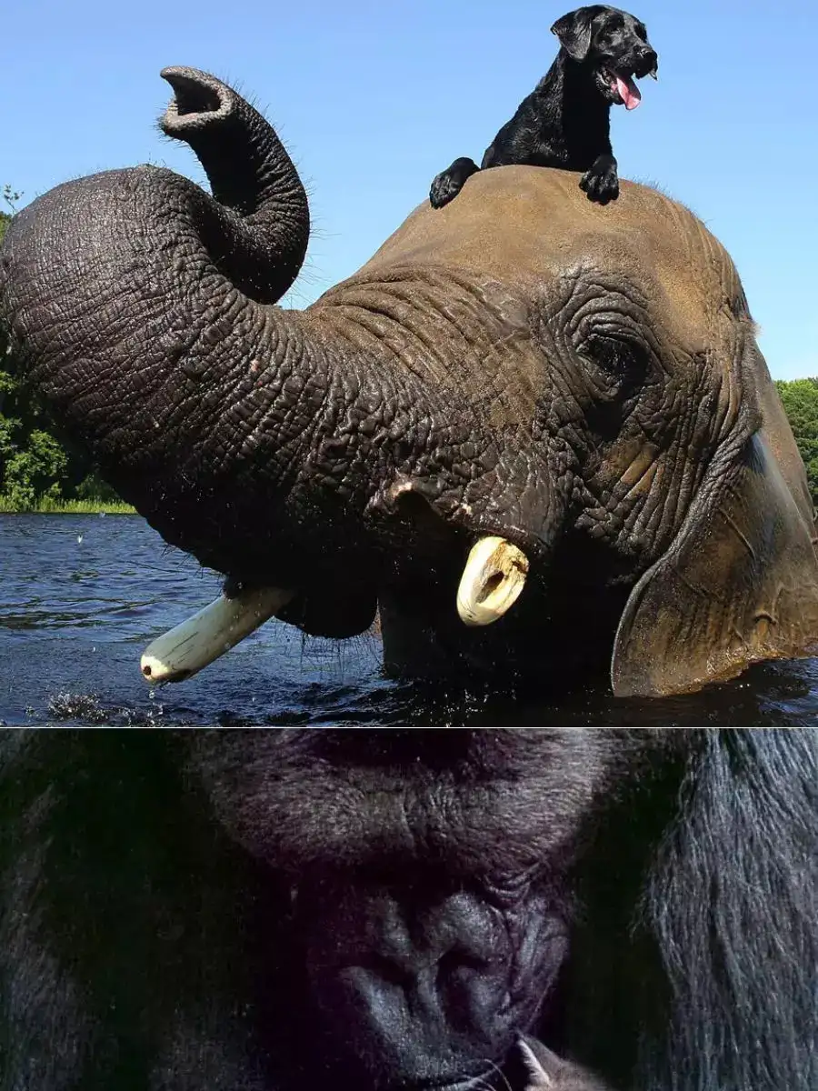 8 Incredible Animal Friendships That Will Restore Your Faith In Love ...