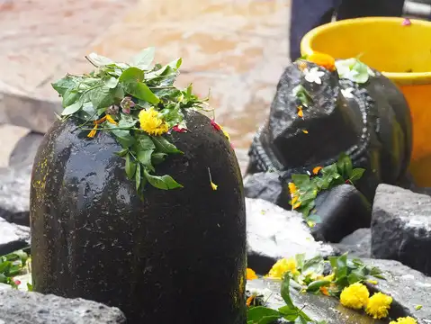 Bilva (Bael) Leaves