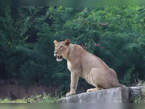 Devalia Safari Park, Gujarat