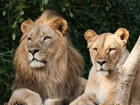 Sakkarbaug Zoological Park, Gujarat