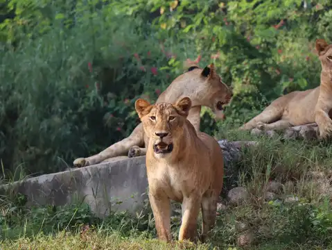 Etawah Lion Safari, Uttar Pradesh