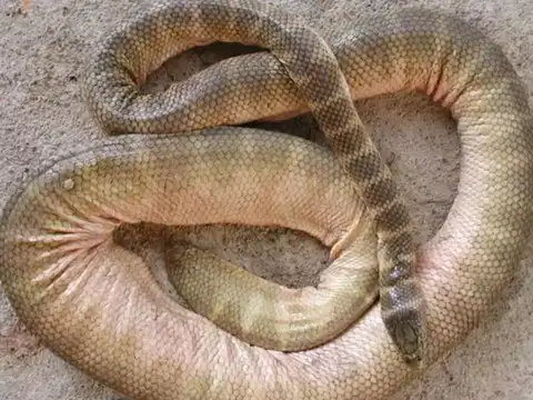 Belcher&rsquo;s sea snake