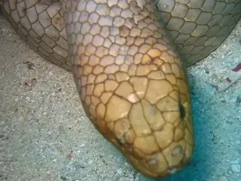 Dubois' reef sea snake